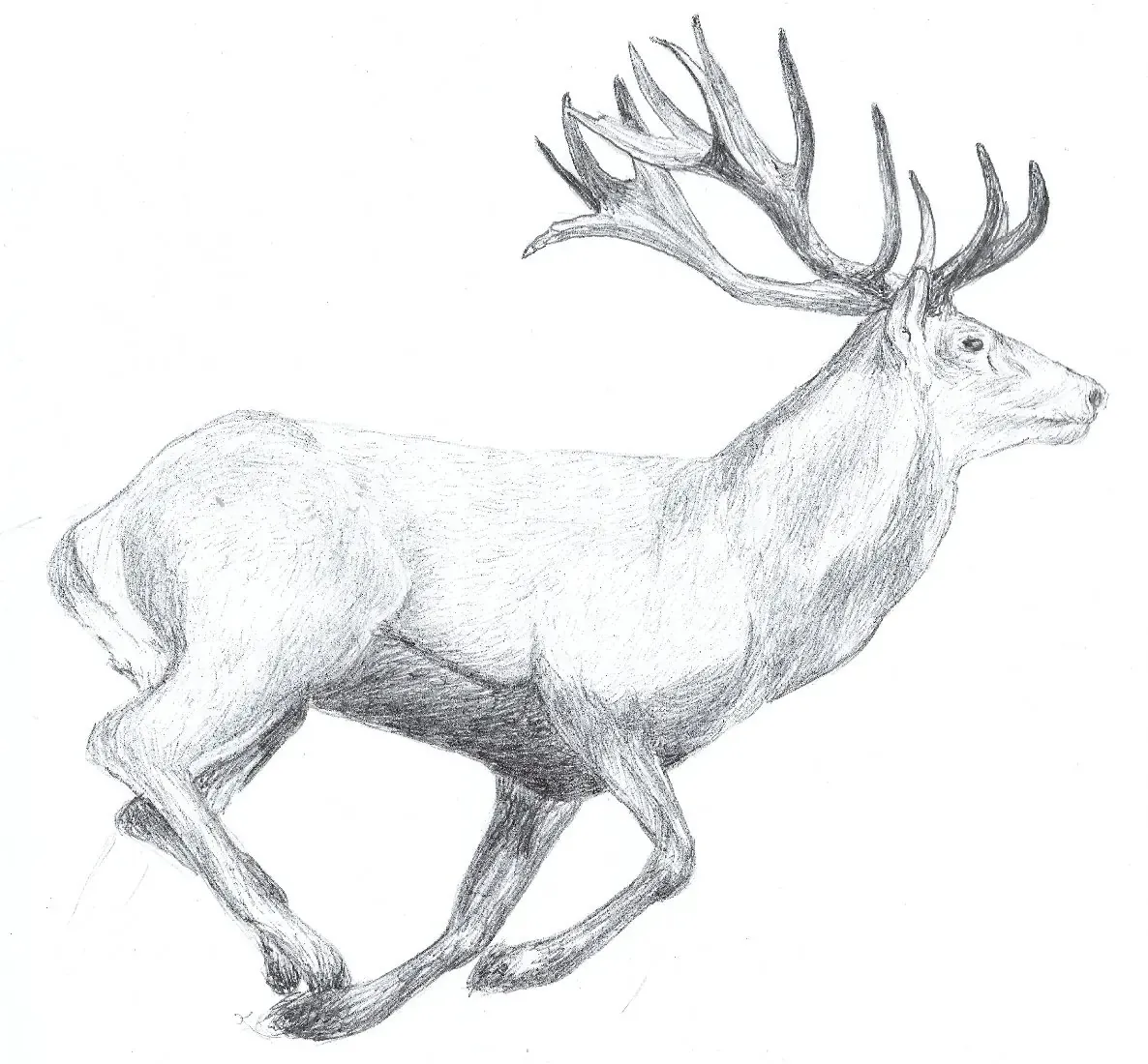 Ciervo al galope, dibujo a lápiz