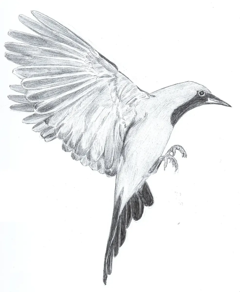 Ave posándose en un dedo, dibujo a lápiz
