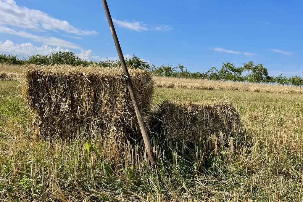 Balas de paja en el campo con una horca clavada en una de ellas, manzanos del manzanal al fondo