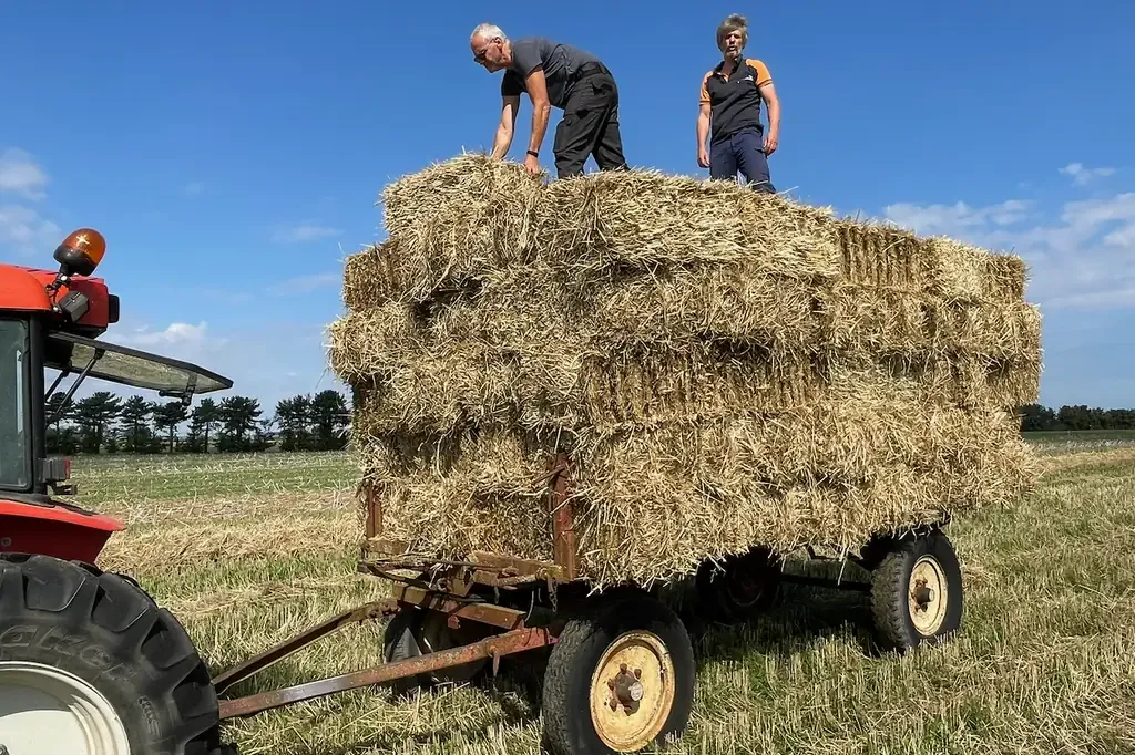 Remolque cargado de balas de paja con dos personas encima, tractor enganchado, cosecha de 2022 en el Domaine des Cinq Autels