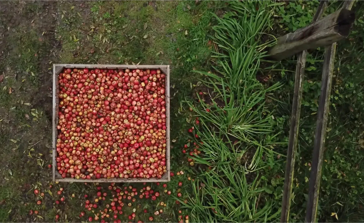 Caja de manzanas rojas de sidra vista desde arriba, cosecha en el Domaine des Cinq Autels