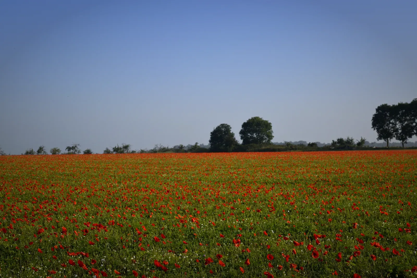 Campo cubierto de amapolas silvestres cerca del Domaine des Cinq Autels, señal de una tierra cultivada sin herbicidas