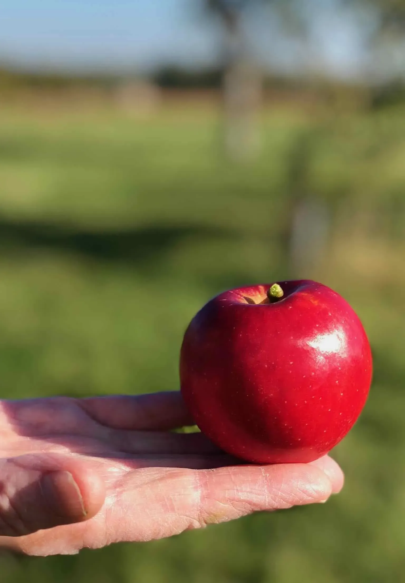 Manzana roja de sidra sostenida en la mano frente al manzanal del Domaine des Cinq Autels
