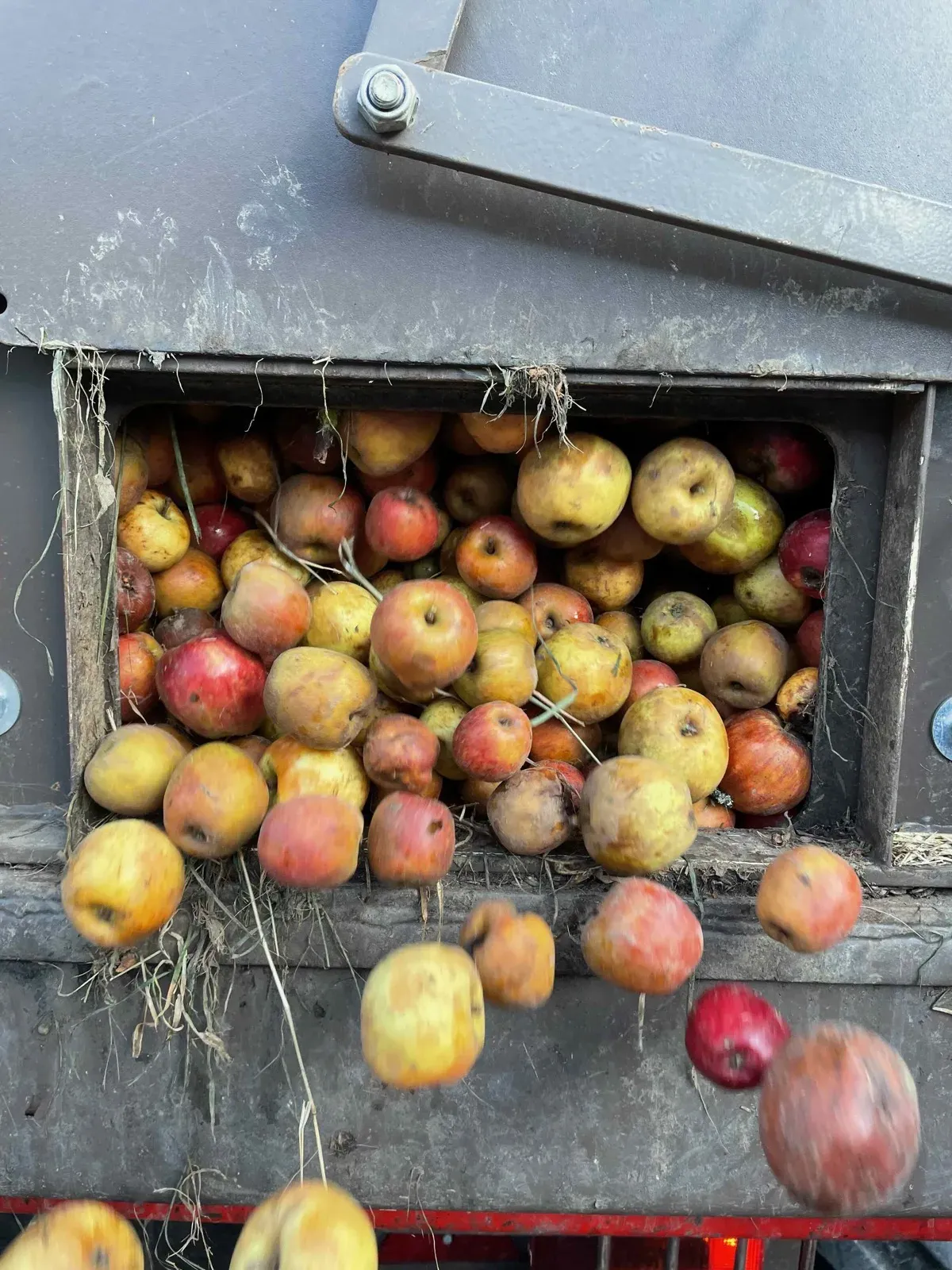 Manzanas de sidra vertidas en la trituradora del Domaine des Cinq Autels