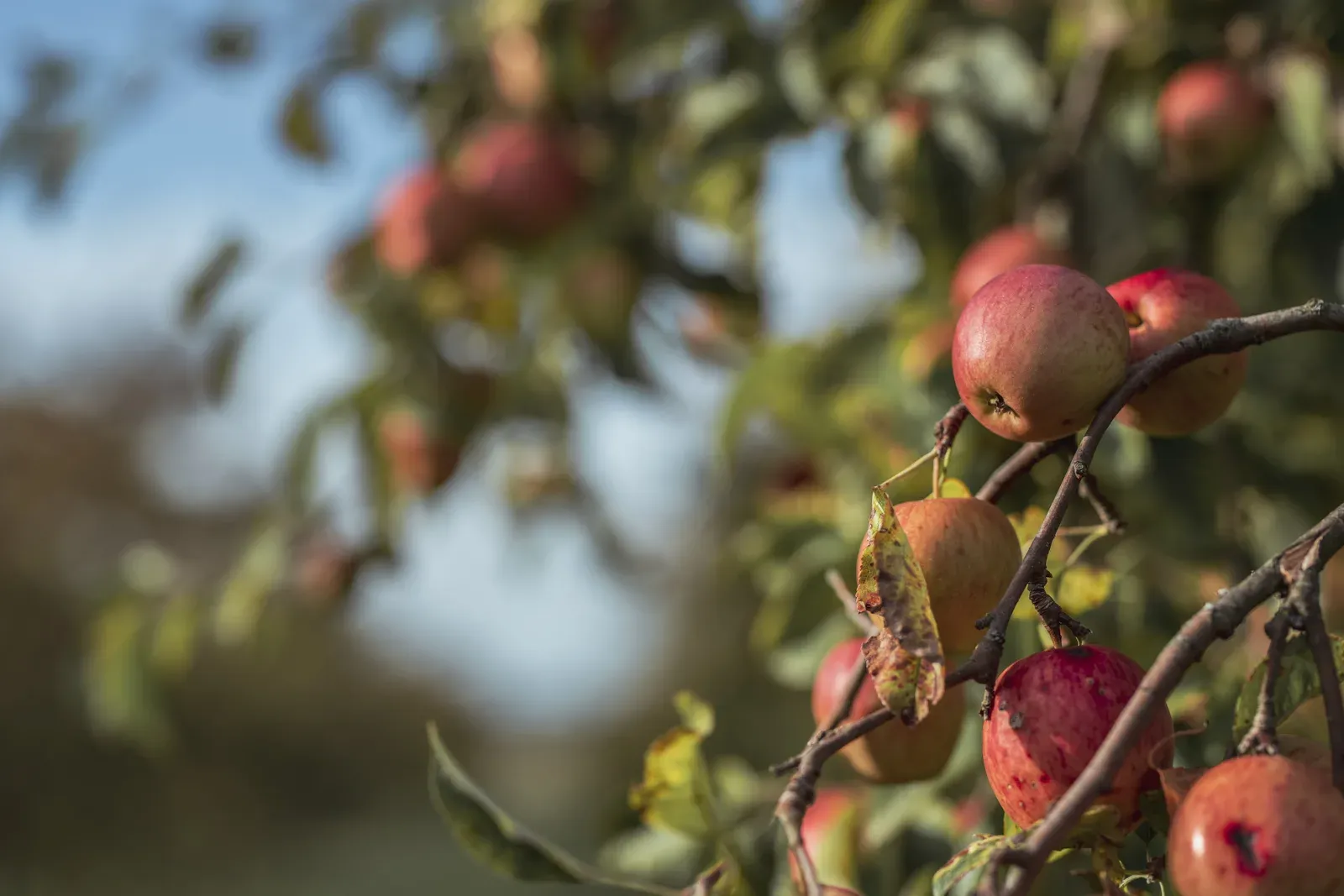 Racimo de manzanas de sidra contra un cielo azul, manzanal del Domaine des Cinq Autels