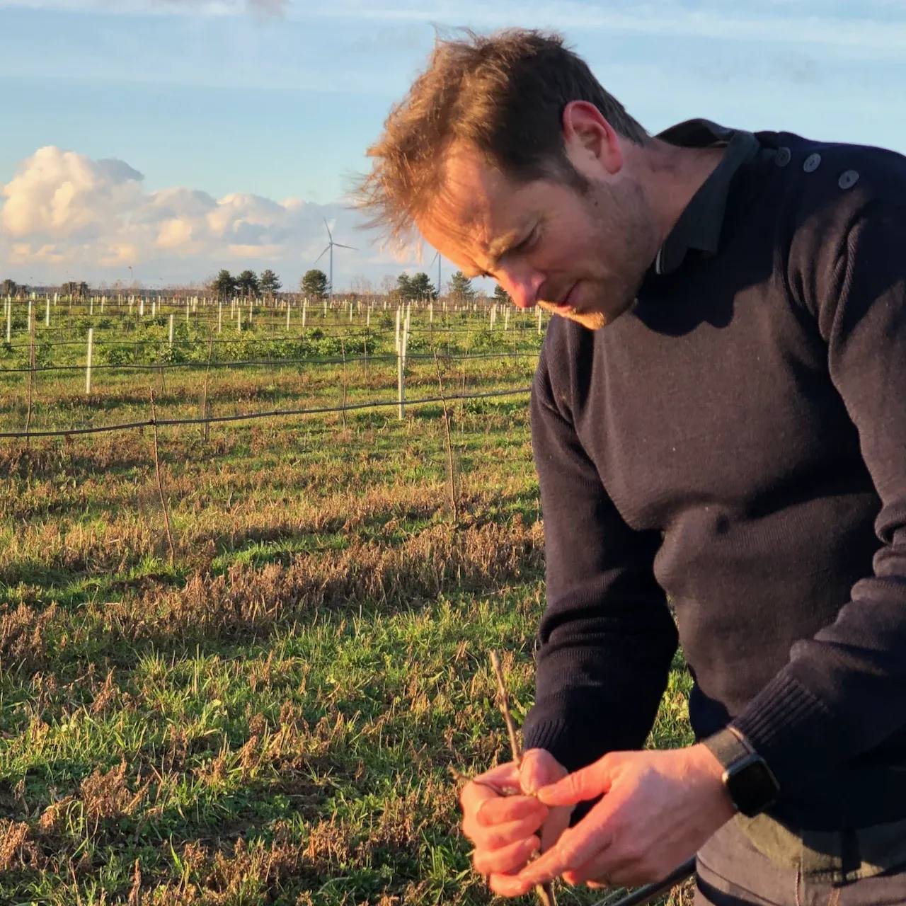 Thibault Pitrou inclinado sobre un manzano joven en el manzanal replantado del Domaine des Cinq Autels, invierno de 2020
