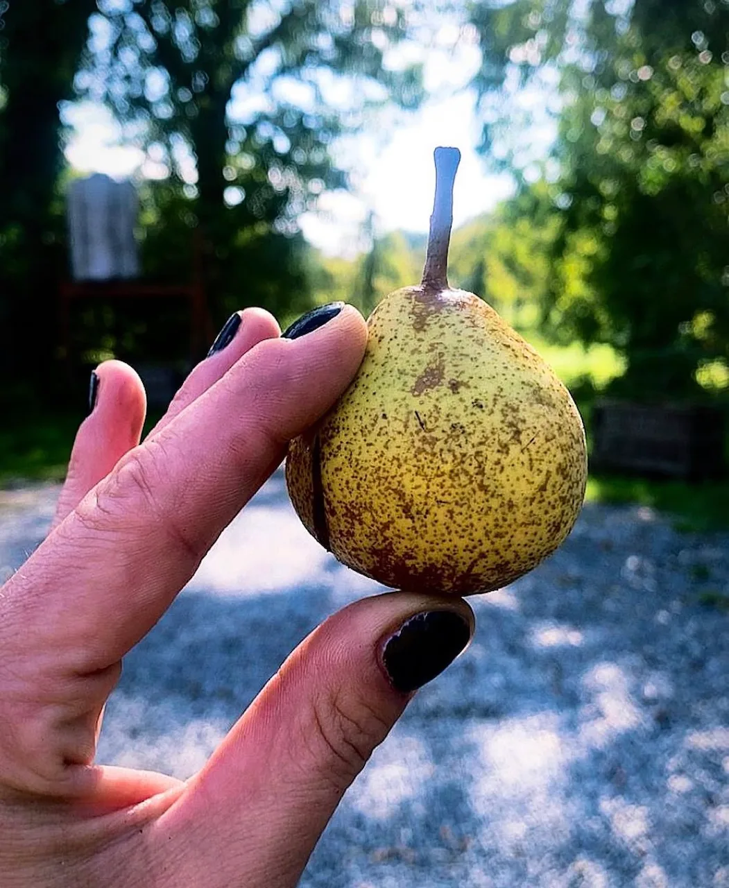 Pera de sidra sostenida en la mano en el huerto del Domaine des Cinq Autels