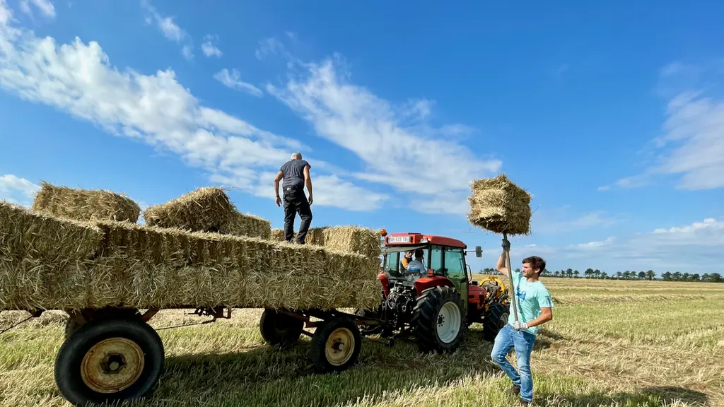 Cosecha de balas de paja en el campo: tractor, remolque cargado y balas siendo cargadas en el Domaine des Cinq Autels