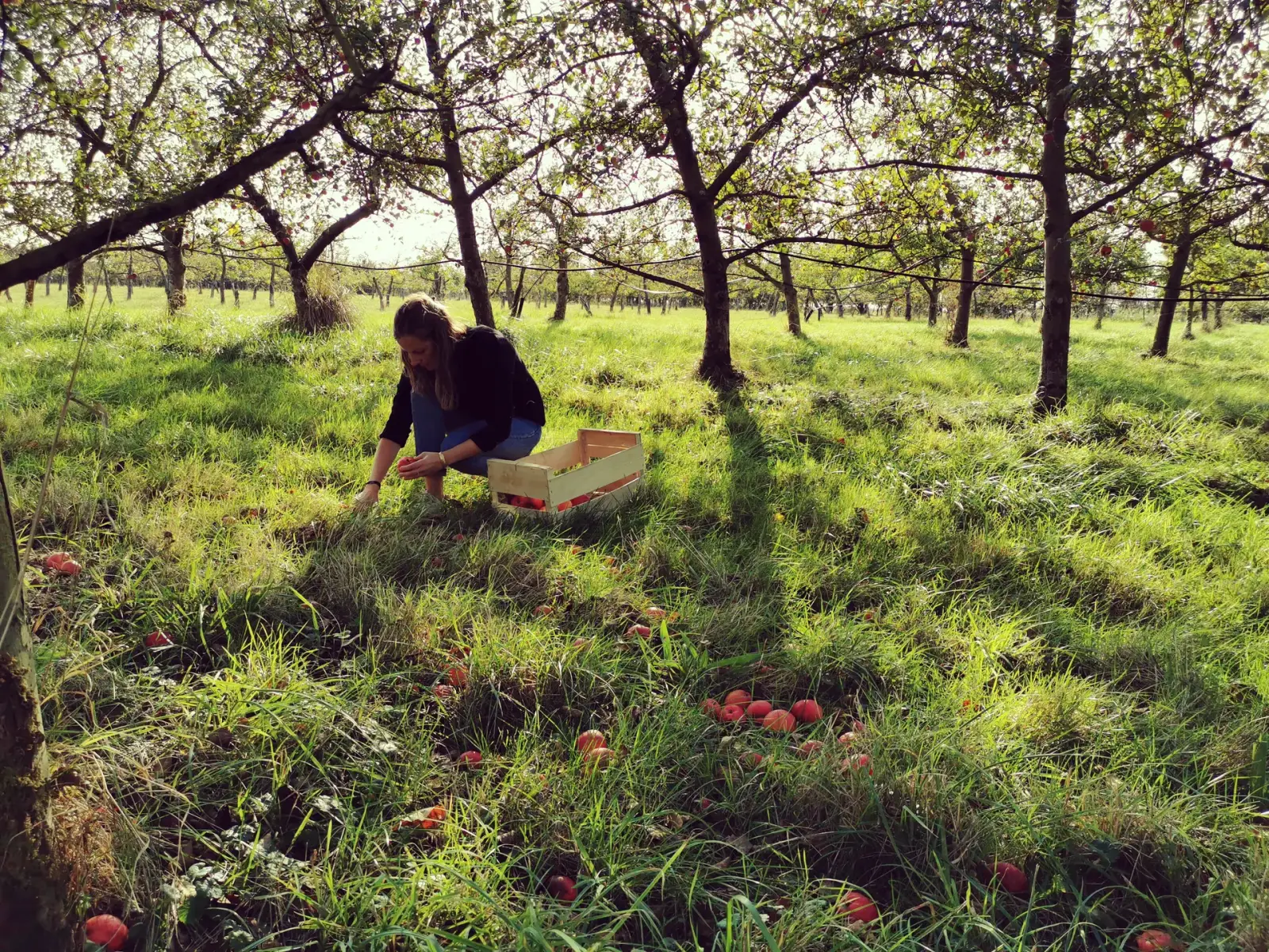 El equipo del Domaine des Cinq Autels recogiendo manzanas en el manzanal, luz de atardecer