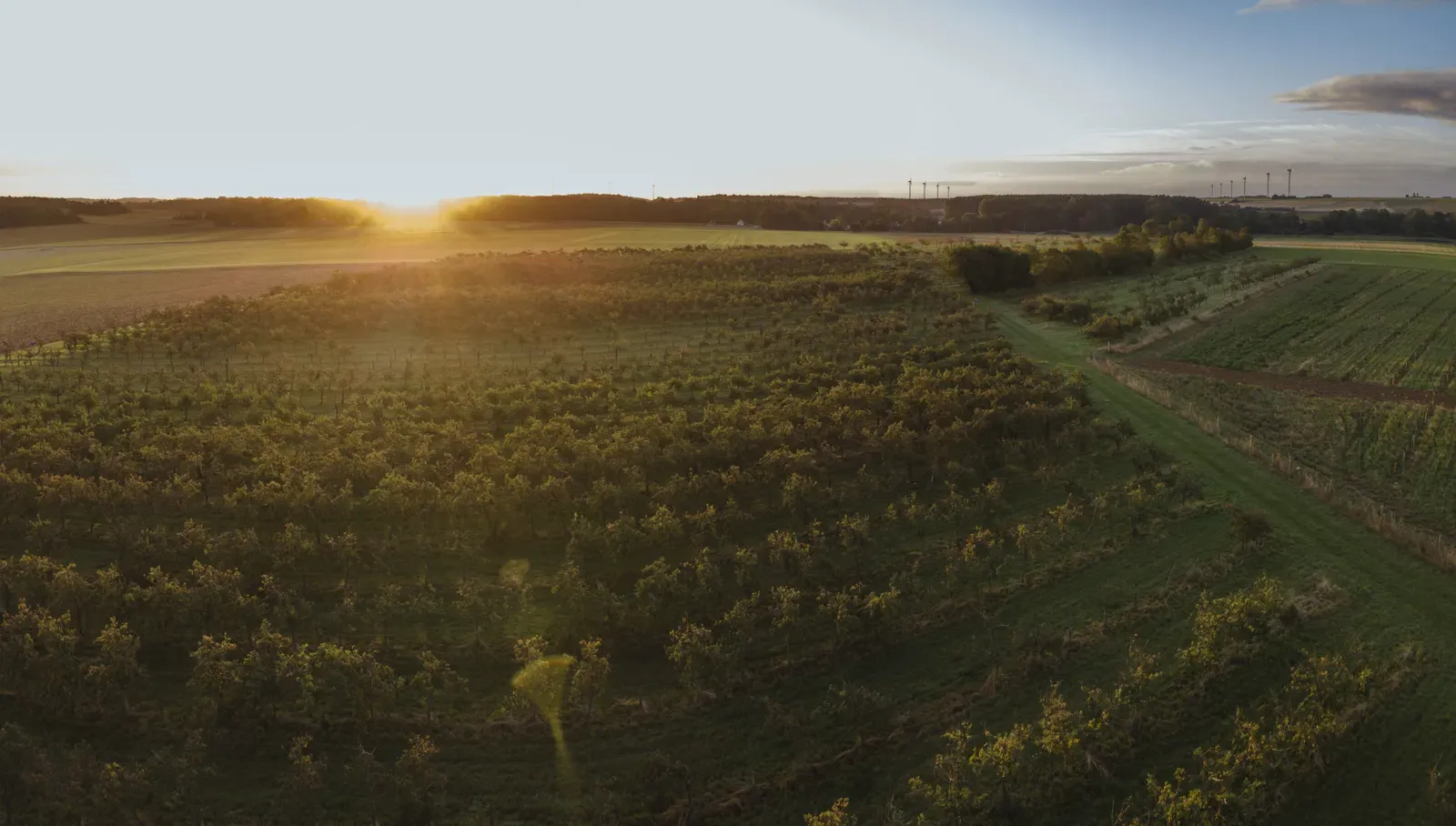 Vista aérea de los manzanales del Domaine des Cinq Autels al atardecer, llanura de Val-ès-Dunes