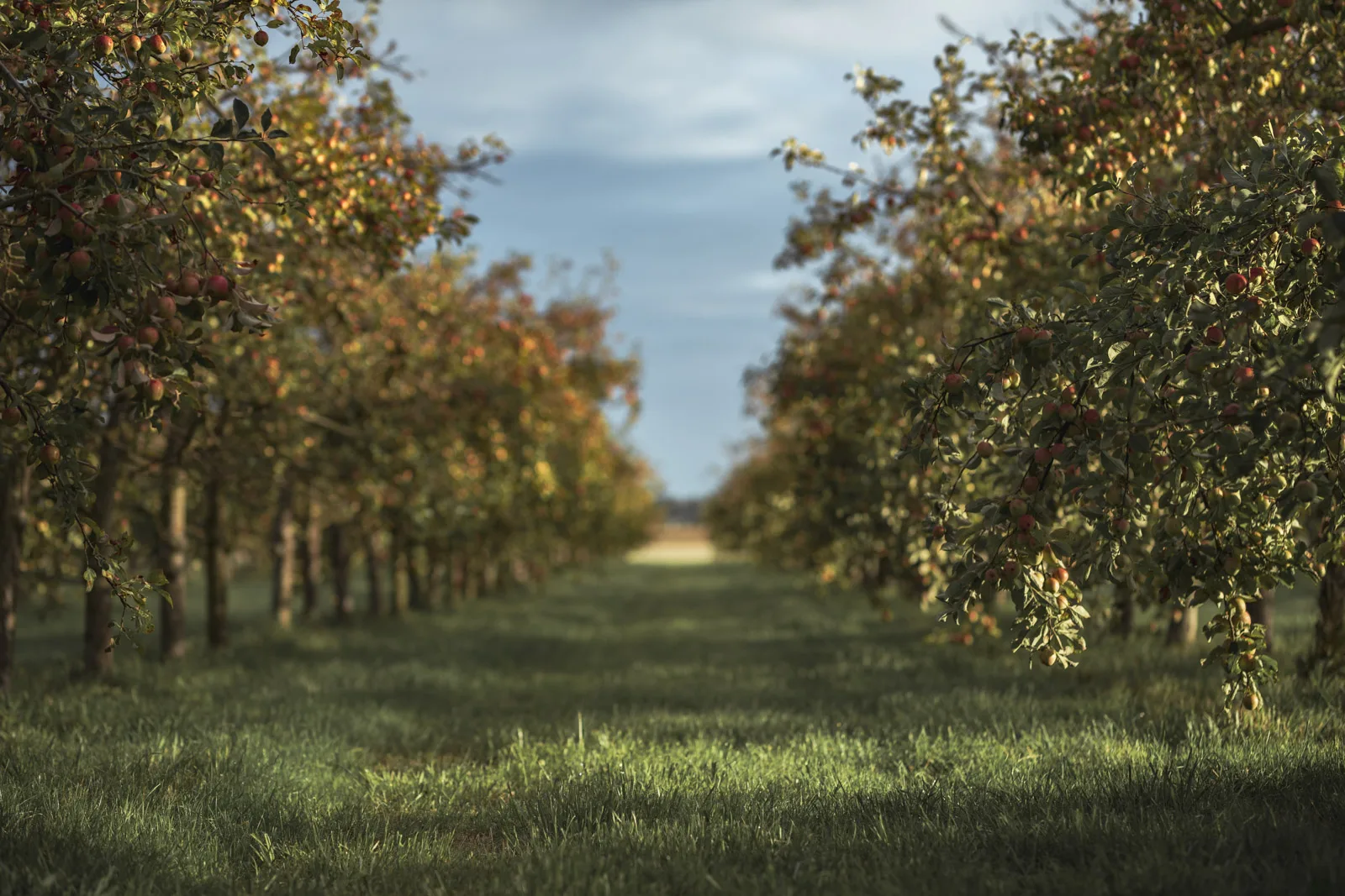 Hileras de manzanos cargados de fruta, hierba alta entre las filas, manzanal ecológico del Domaine des Cinq Autels