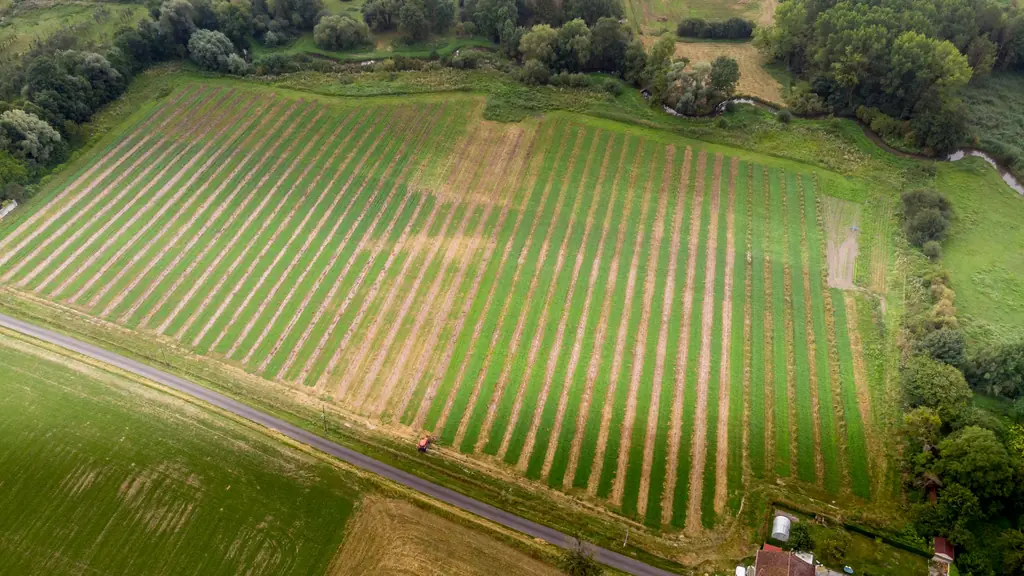 Vista aérea del manzanal replantado del Domaine des Cinq Autels: hileras de manzanos jóvenes, setos y un río en el borde